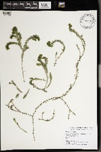 Elodea canadensis image