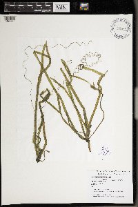 Vallisneria americana image