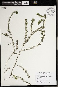 Elodea canadensis image