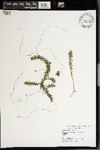 Elodea canadensis image