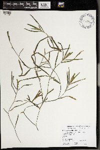 Potamogeton zosteriformis image