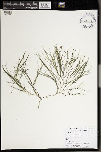 Stuckenia pectinata image