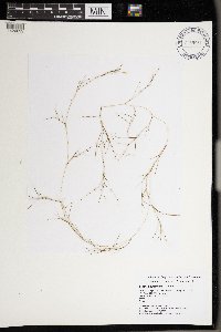 Stuckenia pectinata image