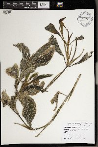 Image Associated With the Occurrence