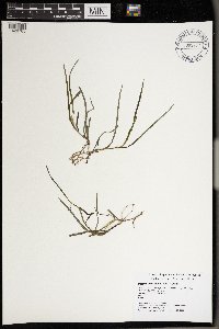 Heteranthera dubia image