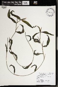 Potamogeton illinoensis image