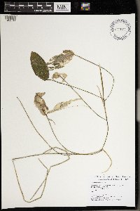 Image Associated With the Occurrence