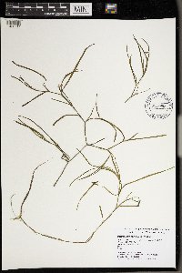 Heteranthera dubia image