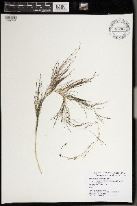 Stuckenia pectinata image