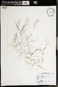 Zannichellia palustris image