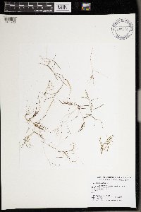 Zannichellia palustris image