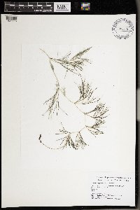 Stuckenia pectinata image