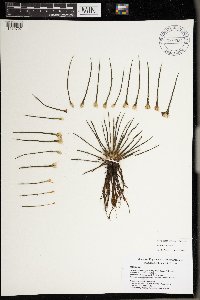 Isoetes lacustris image