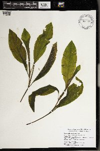 Image Associated With the Occurrence