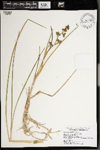 Scheuchzeria palustris image