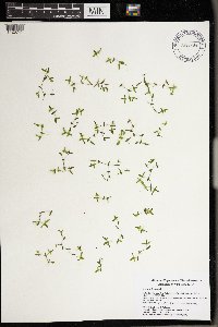 Lemna trisulca image