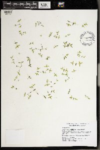 Lemna trisulca image