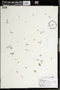 Lemna trisulca image