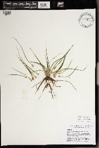 Isoetes echinospora image