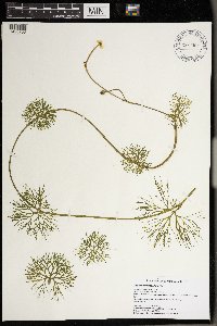 Ranunculus flabellaris image