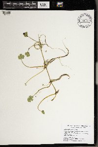 Hydrocotyle ranunculoides image