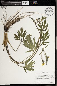 Ranunculus macounii image