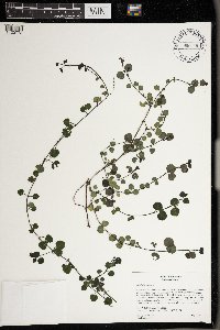 Mitchella repens image