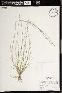 Sporobolus vaginiflorus image