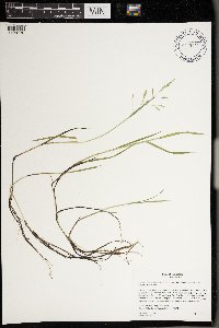 Torreyochloa pallida var. fernaldii image