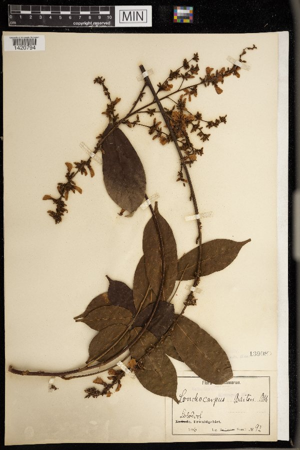 Millettia barteri image