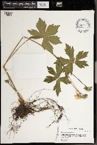 Geranium maculatum image