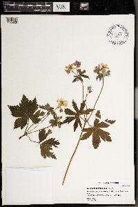 Geranium maculatum image