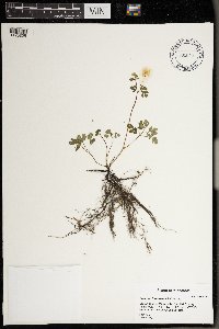 Enemion biternatum image