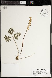 Dicentra cucullaria image