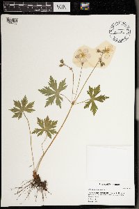 Geranium maculatum image