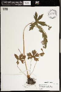 Geranium maculatum image