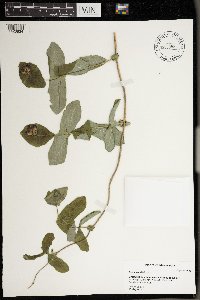 Lonicera dioica image
