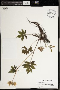 Image Associated With the Occurrence