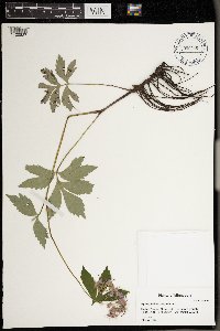 Image Associated With the Occurrence