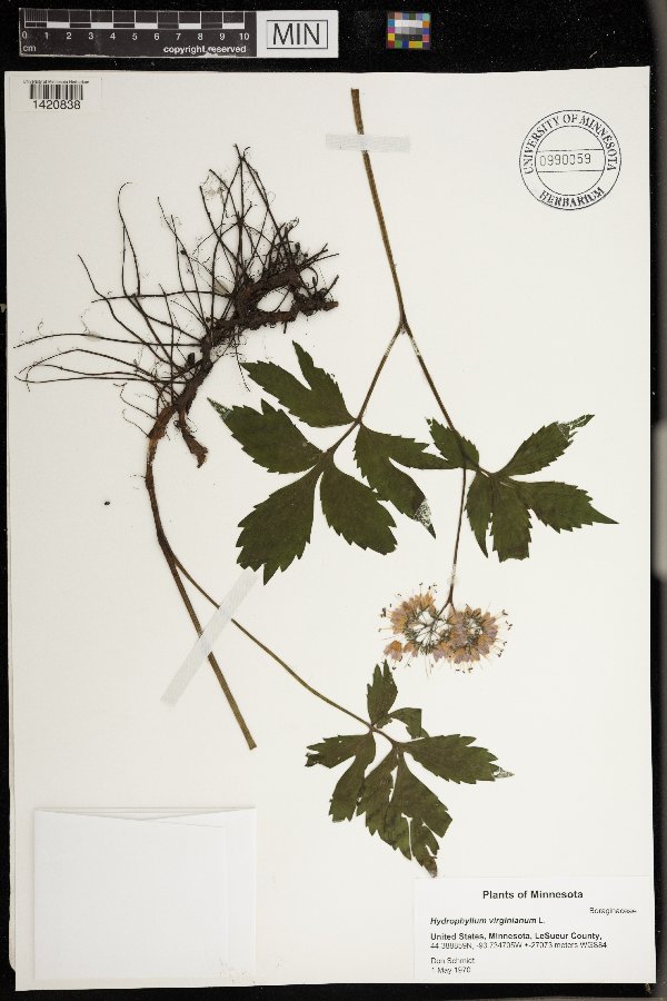 Hydrophyllum virginianum image