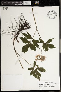 Image Associated With the Occurrence