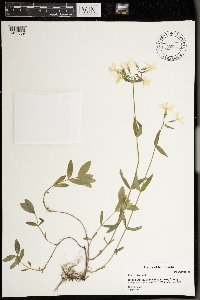 Phlox divaricata image