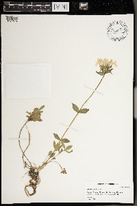 Phlox divaricata image