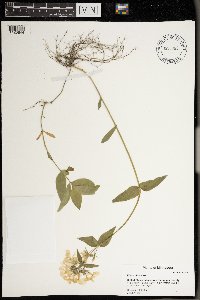 Phlox divaricata image