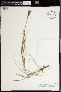 Tragopogon pratensis image