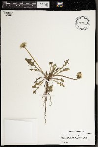 Taraxacum officinale image
