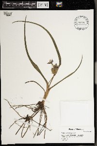 Tradescantia bracteata image