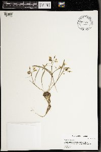 Claytonia virginica image