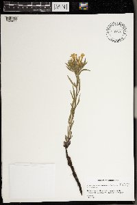 Lithospermum caroliniense image
