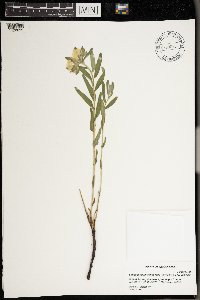 Lithospermum canescens image